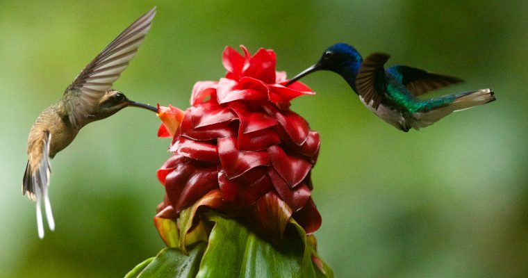How To Make Hummingbird Water (Best Recipe 2021)