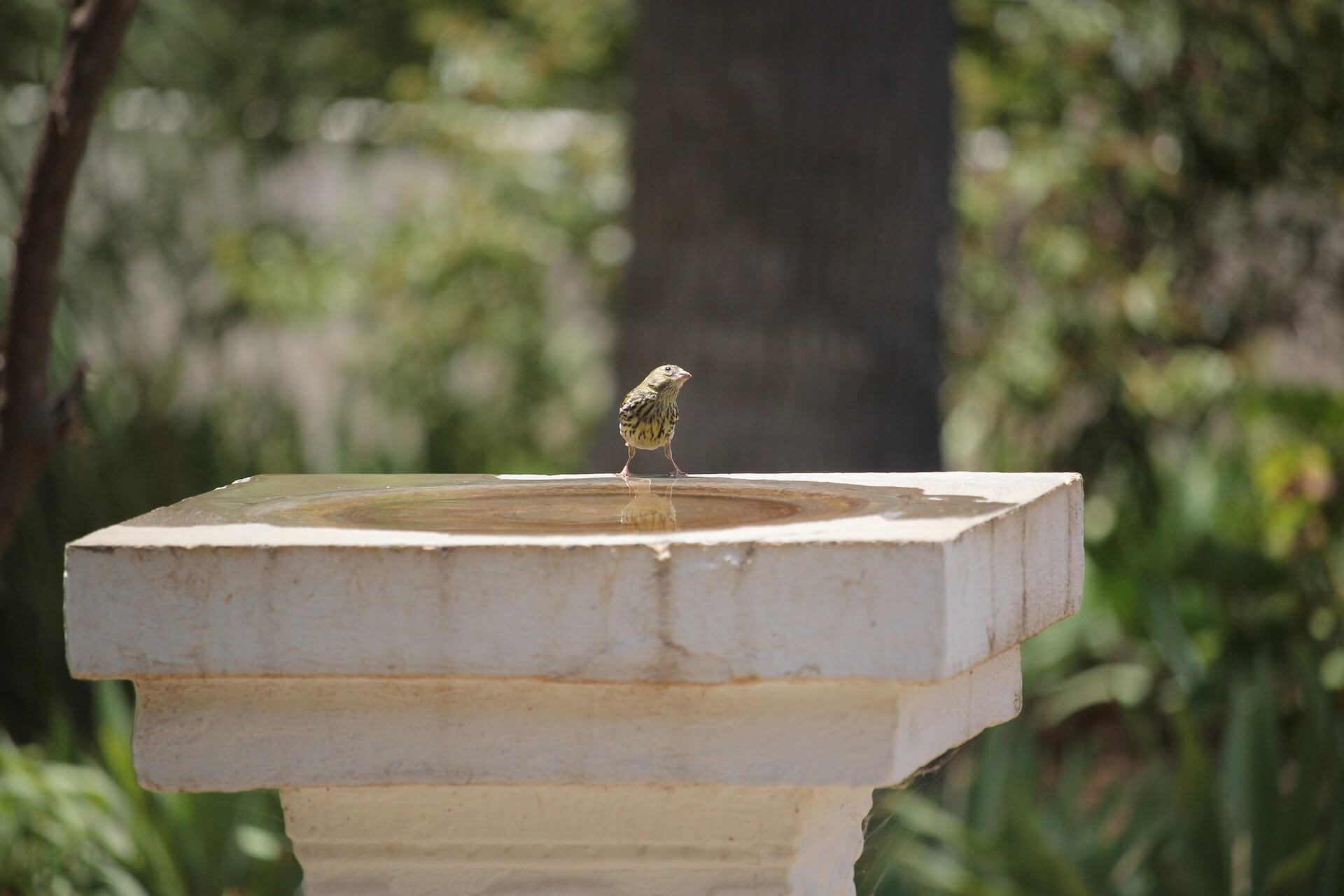 Pros And Cons Of Cheap Bird baths