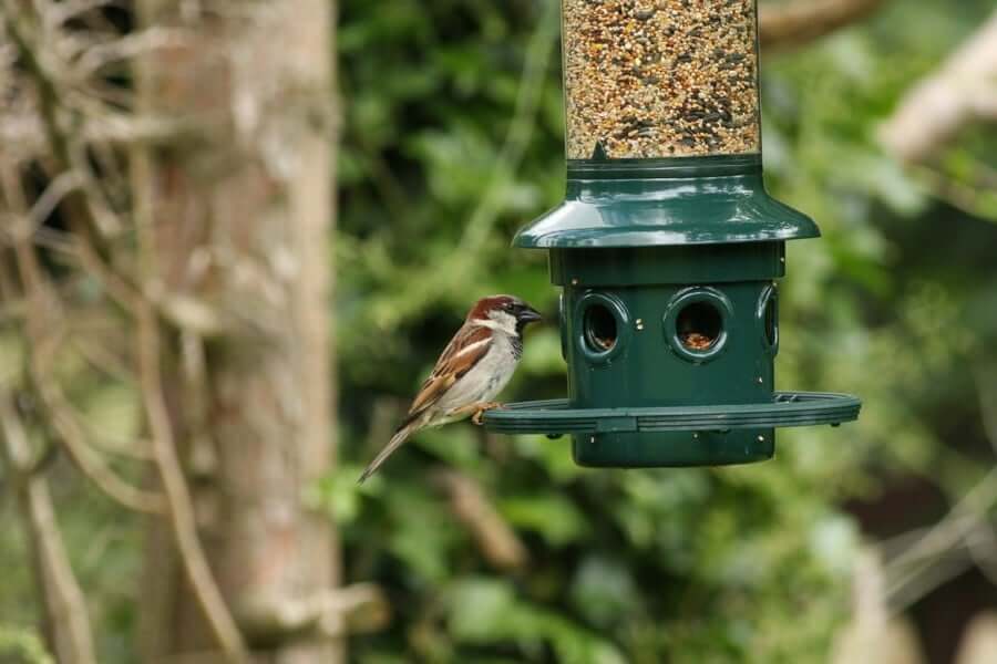 Buy The Best Bird Feeder Pole For Your Bird Habitat