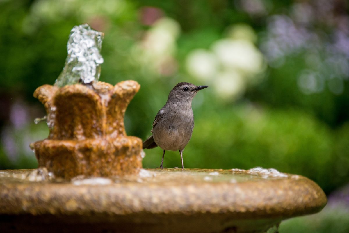 Reviews Of Cement Bird Baths For Sale On Amazon