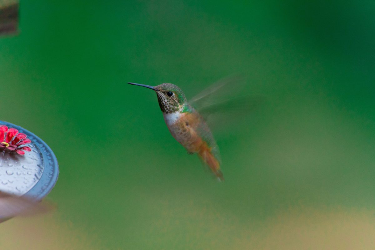 Providing A Hummingbird Bird Bath