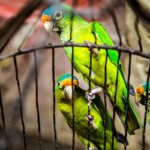 Best Bird Cages For Sale