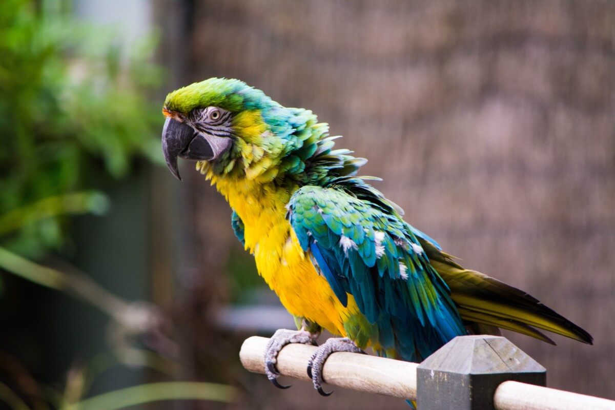 The Truth About Outdoor Parrot Aviaries