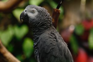 outdoor parrot aviary