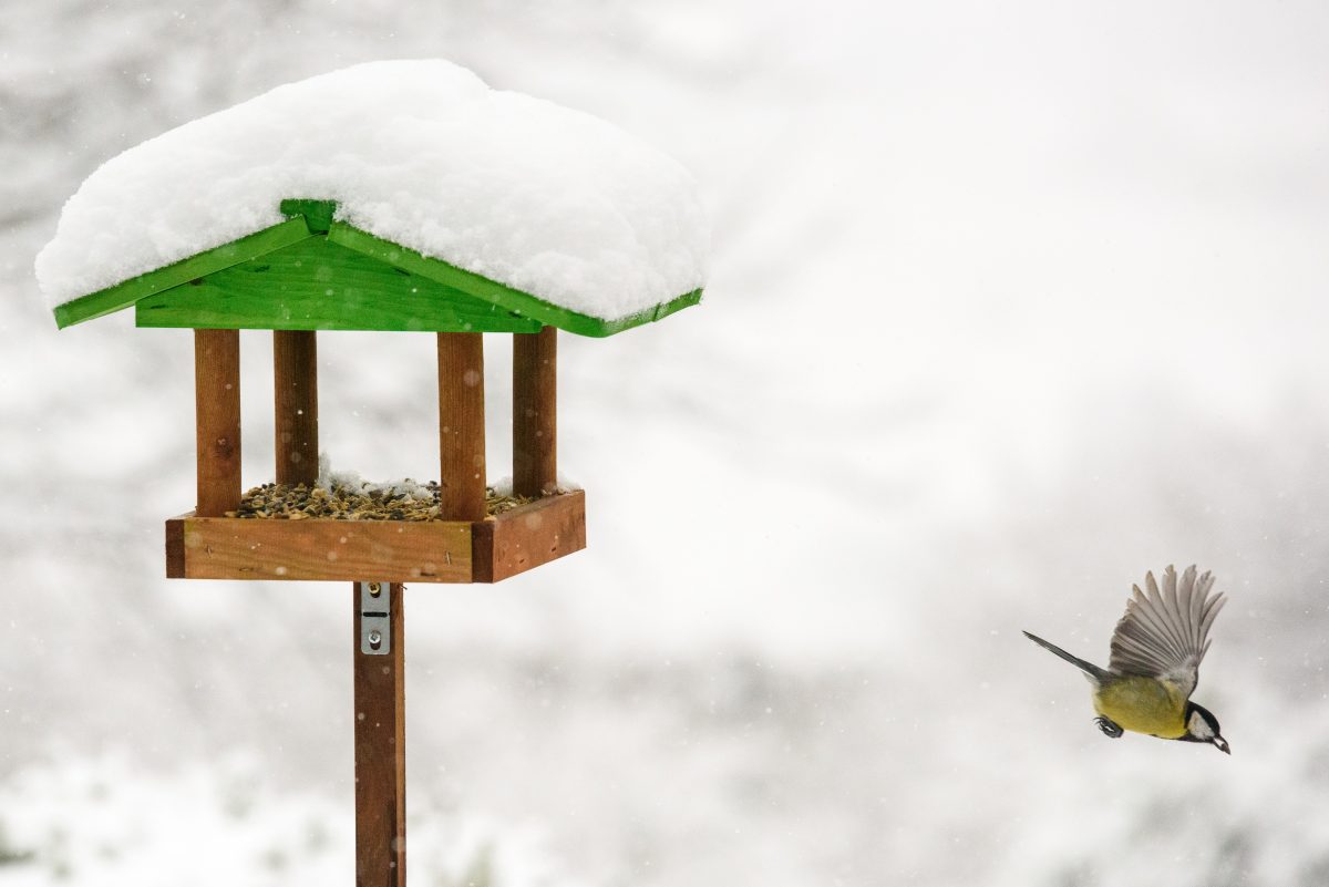 Heated Bird Bath – The Best Heated Bird Baths For Your Yard