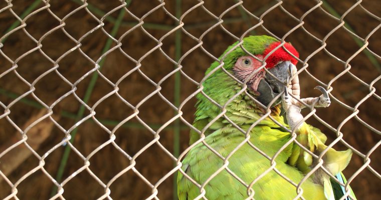 Buy Or Build An Indoor Outdoor Bird Aviary (Updated 2021)