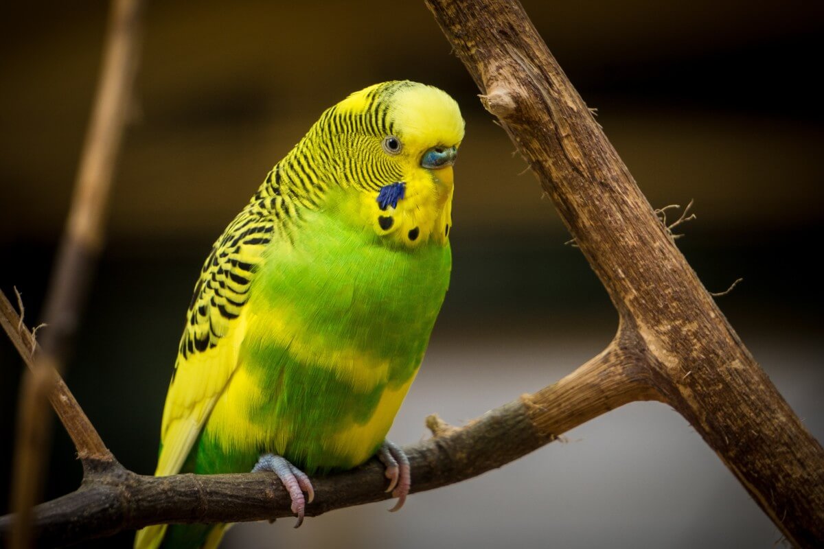 Buy The Best Parakeet Cage