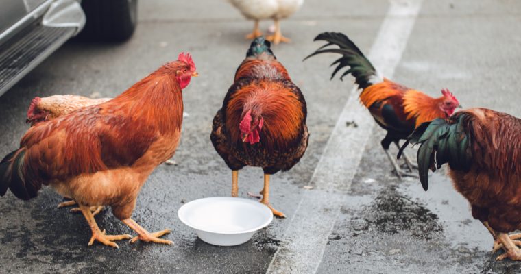 The Definitive Guide To Keeping Backyard Chickens