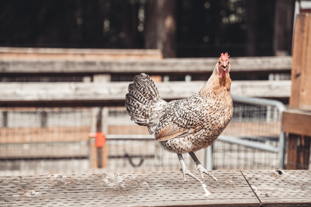 Chicken Coop Plans