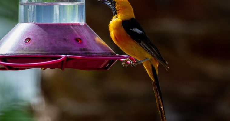 Tips To Help You Choose The Best Oriole Bird Feeder