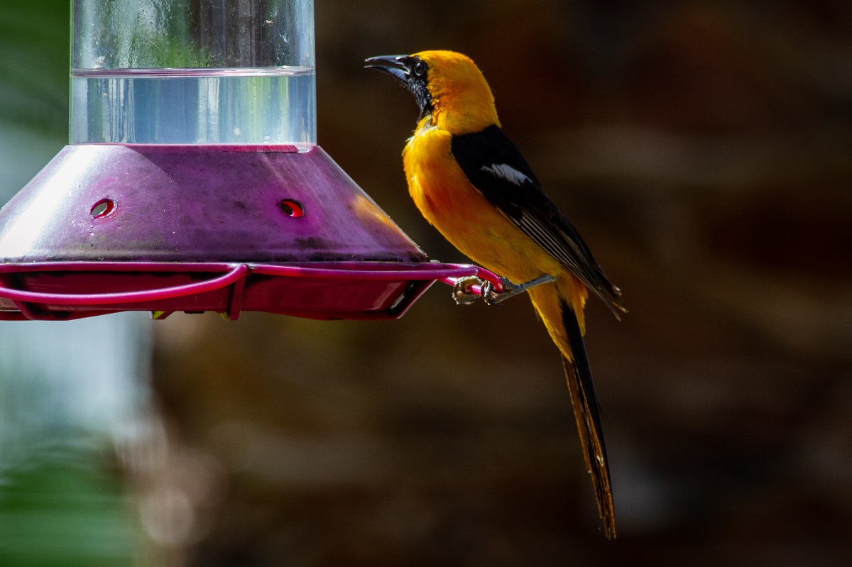 Tips To Help You Choose The Best Oriole Bird Feeder