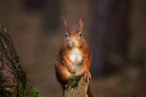 squirrel proof bird feeder