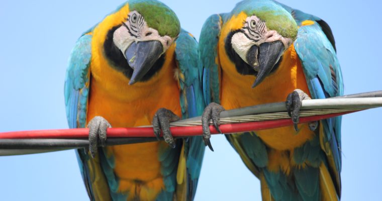What Do Parrots Eat And Drink?