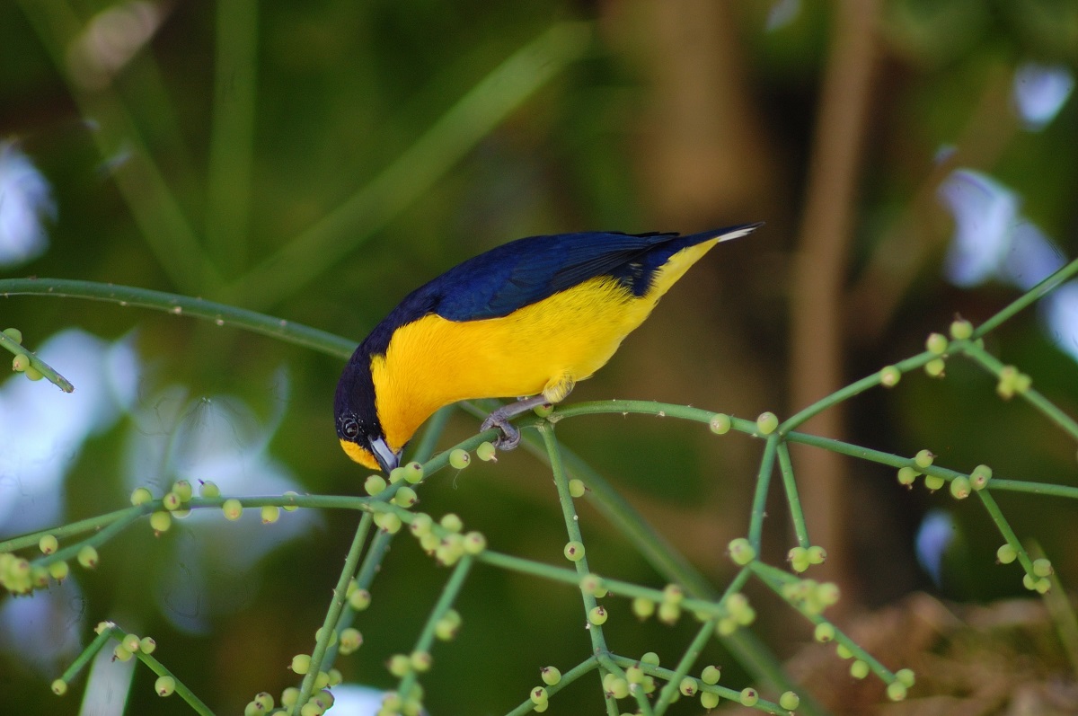 bird-identification-guide-pdf-50-species-instant-download