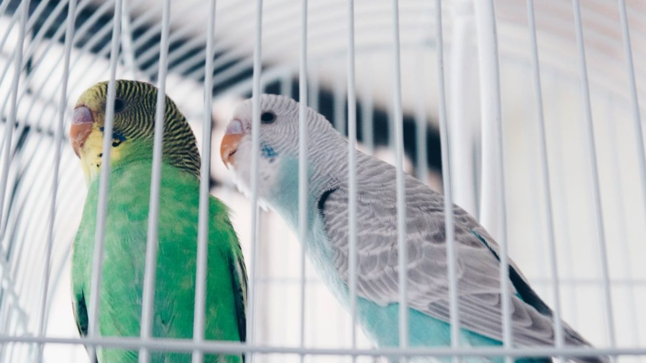 large bird cage for parakeets