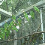 Outdoor Bird Aviary [Learn The Secrets Of The Best Aviary]