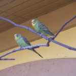 Building an Outdoor Aviary For Parakeets