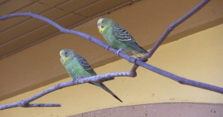 Building an Outdoor Aviary For Parakeets