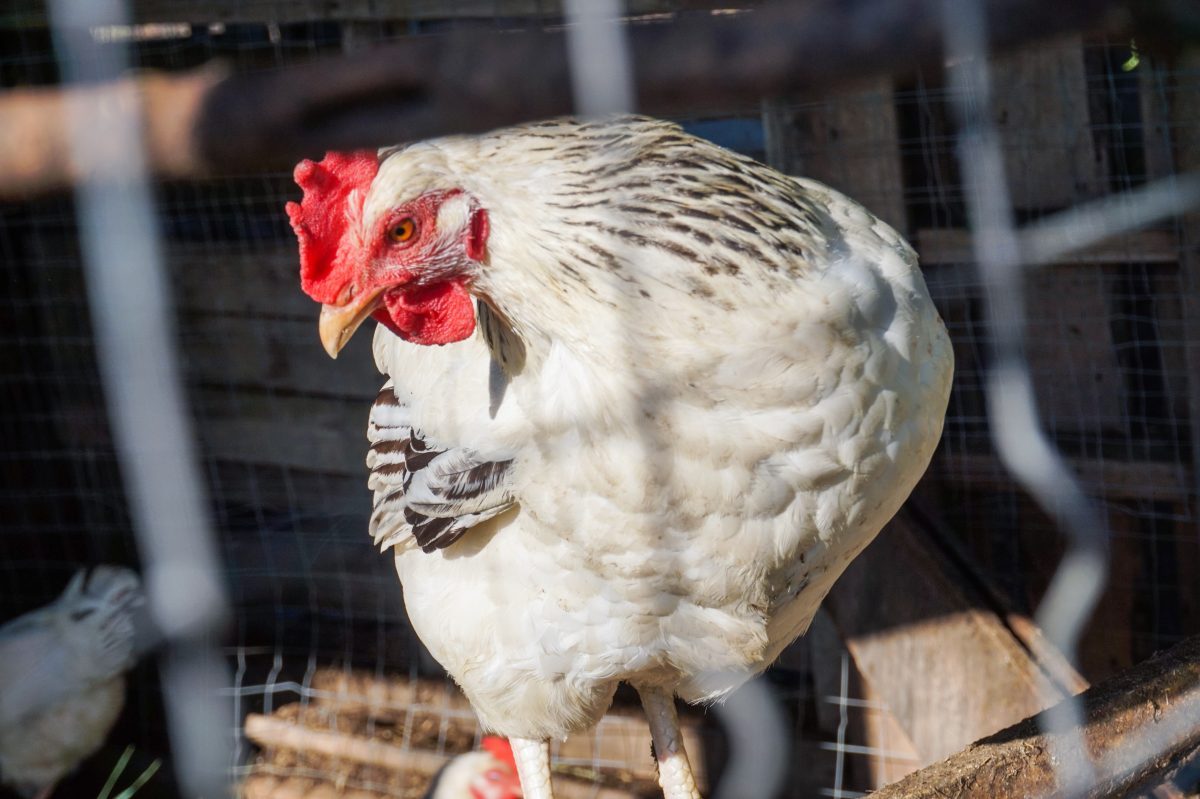 Chicken Coops For Sale