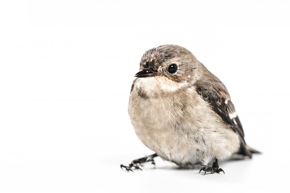 Buy The Best Bird Bath Here