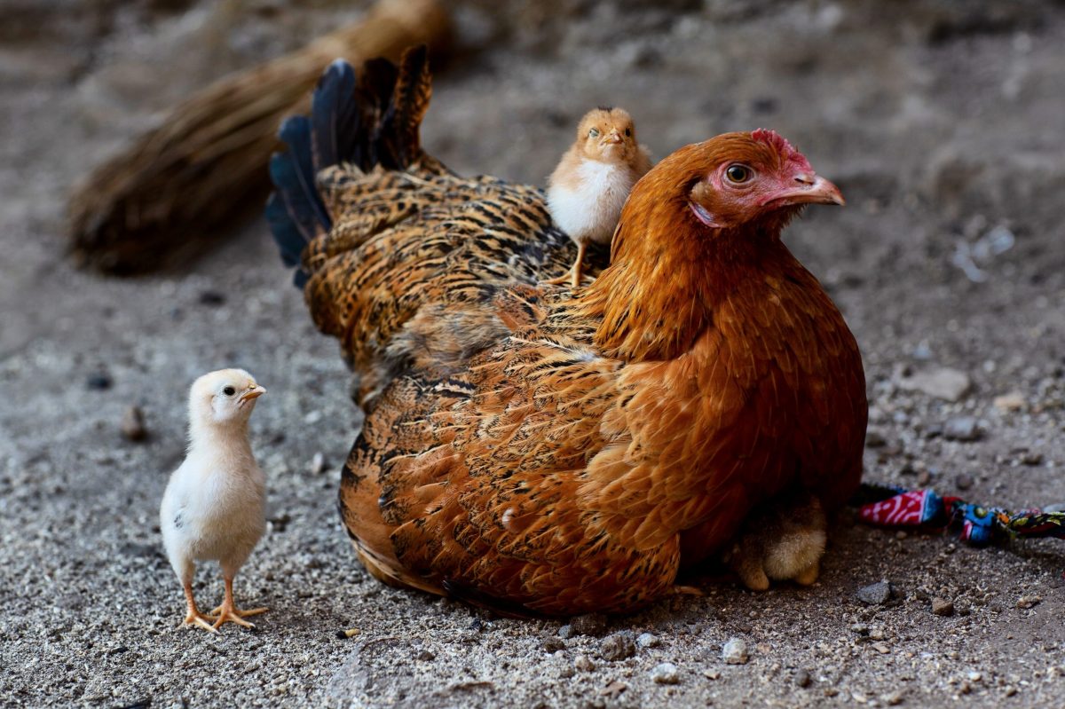 What To Feed Chickens Naturally