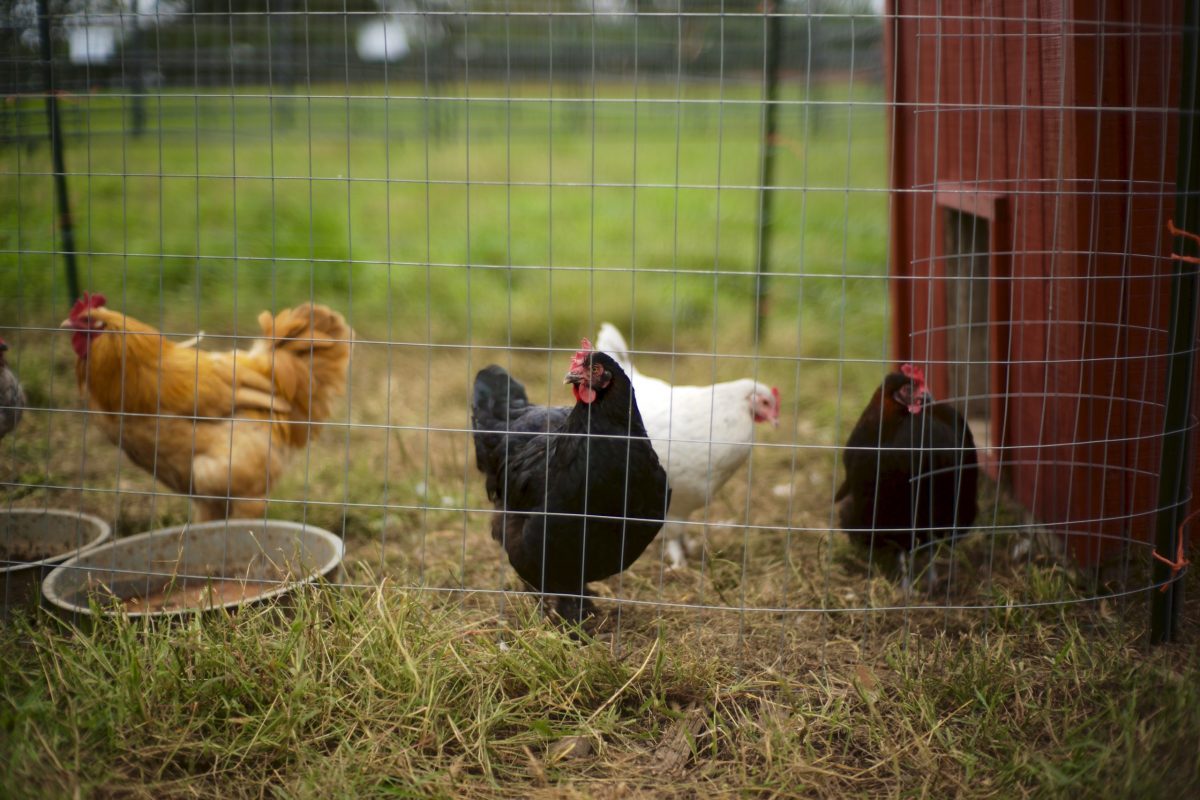 Chicken Coop For Sale