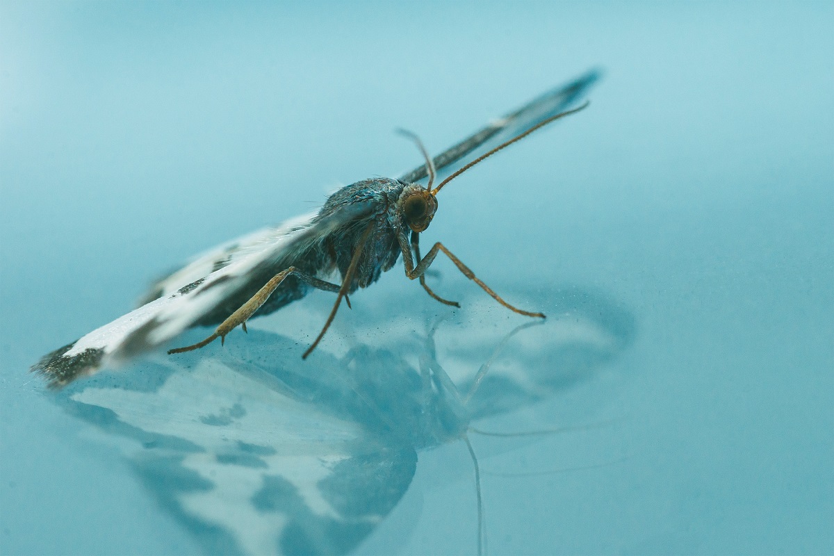 Mosquito Larvae in Water – 5 Tips for Birdbath Owners