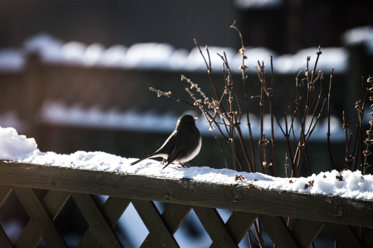 Why You Shouldn’t Buy A Solar Birdbath Heater