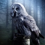 birds images