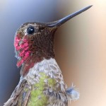 birds images