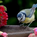 birds images