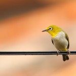 birds images