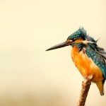 birds images