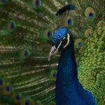 birds images