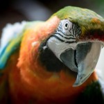 birds images