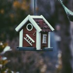 birds images