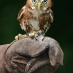birds images