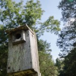 birds images