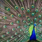 birds images