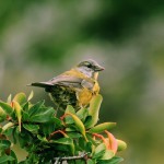 birds images