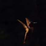 birds images