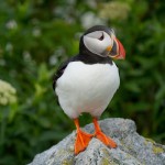 birds images