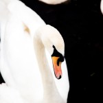 birds images