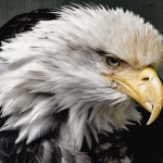 birds images