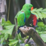 birds images
