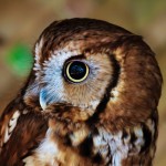 bird images