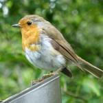 birds images