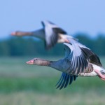 birds images